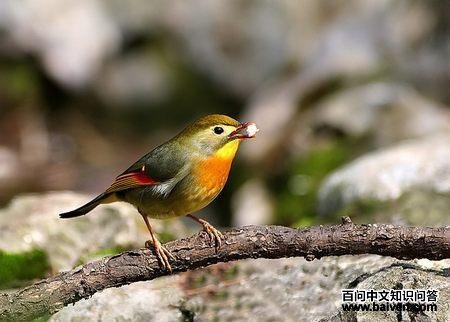 ������˼��