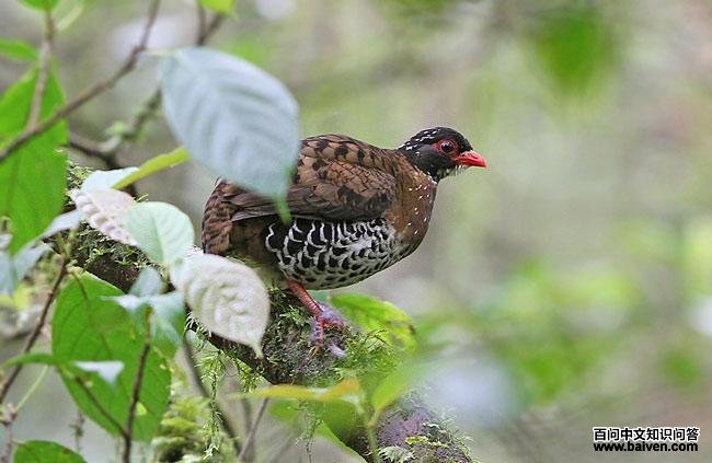 ����ɽ����ͼƬ