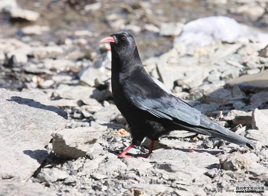 ����ɽѻ�����߿���ӥ��