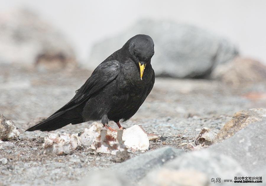 ����ɽѻ�����߿���ӥ��