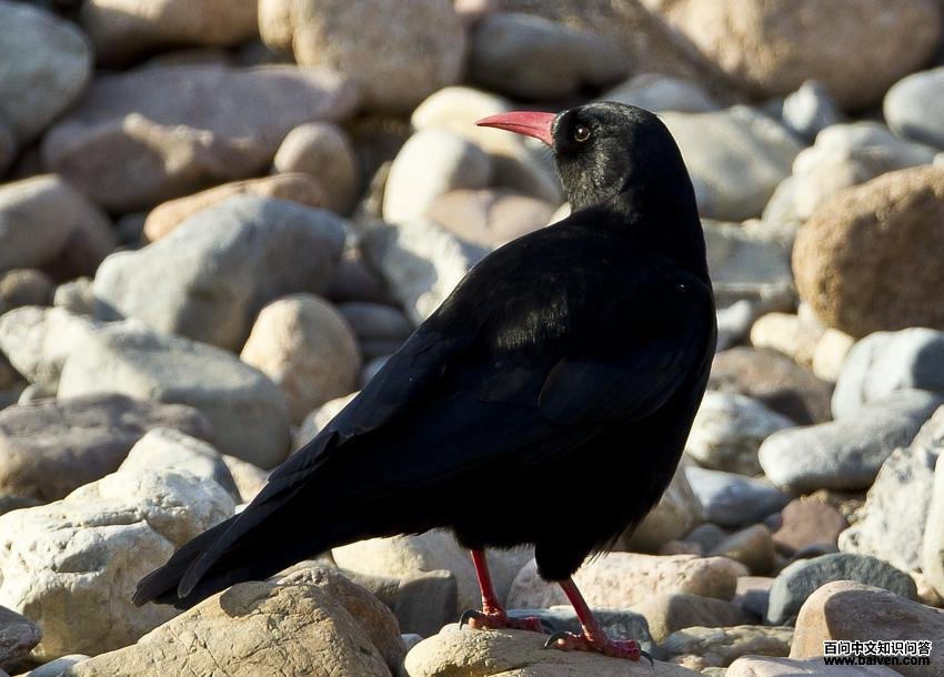 ����ɽѻ����Ӱ��è��