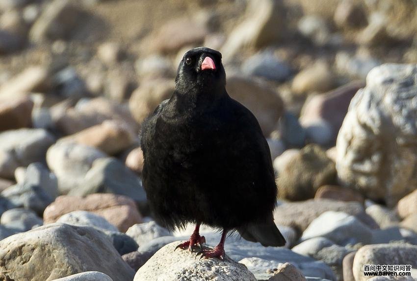 ����ɽѻ����Ӱ��è��