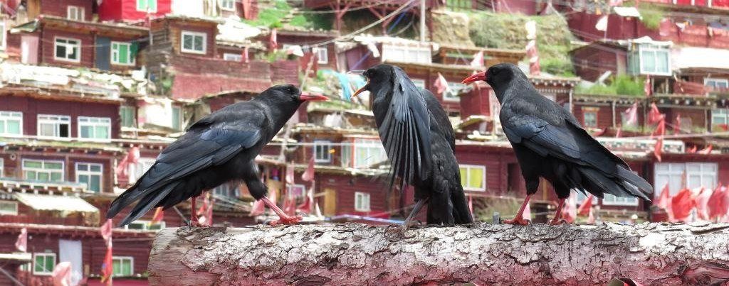 �Ĵ�ʡ���ٷ�ѧԺ�ĺ���ɽѻ������֣�ѧ��P. p. himalayanus�� ��Ӱ����