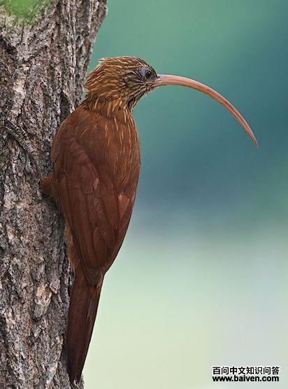 ����������ȸ