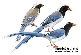 ������ȵ