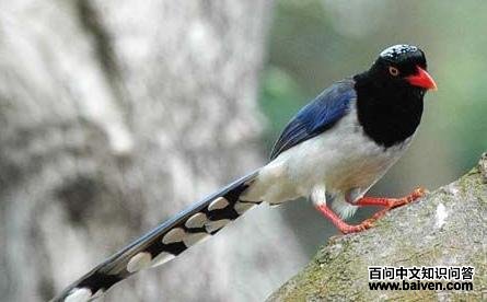 ������ȵ�����۰׸�