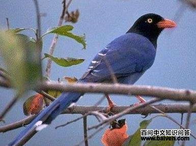 ̨����ȵ����������