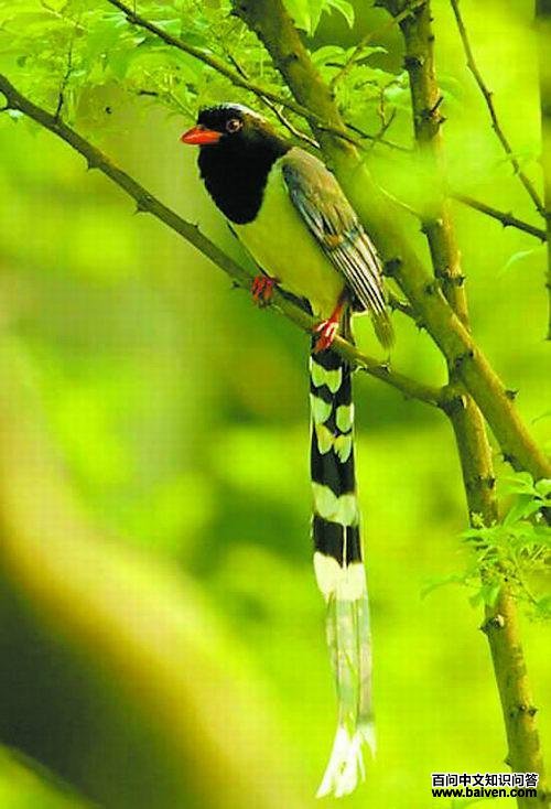 ������ȵ