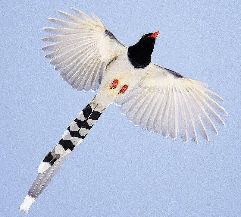 ������ȵ������ͼ