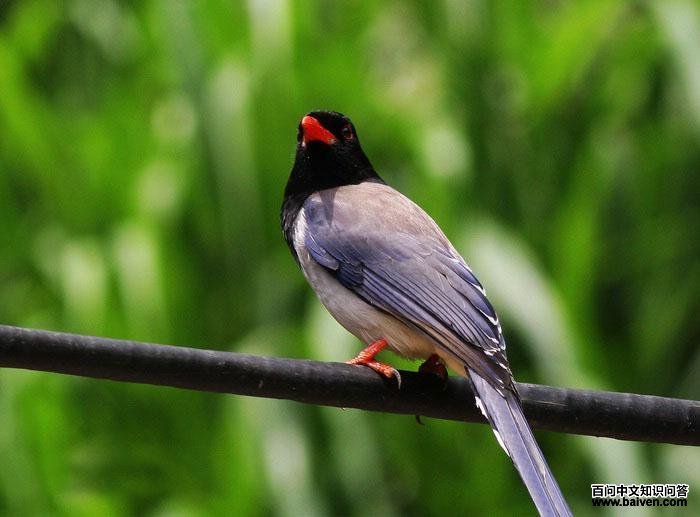 ������ȵ