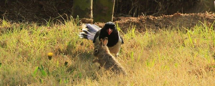 ������ȵ��Ұ����ʳ����Ӱ������