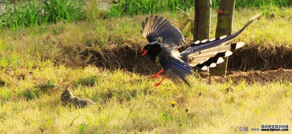 ������ȵ��Ұ����ʳ����Ӱ������