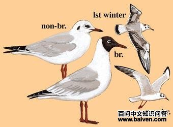 ����Ÿ����̬����ͼ