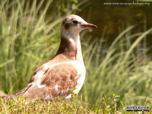 ����Ÿ����������