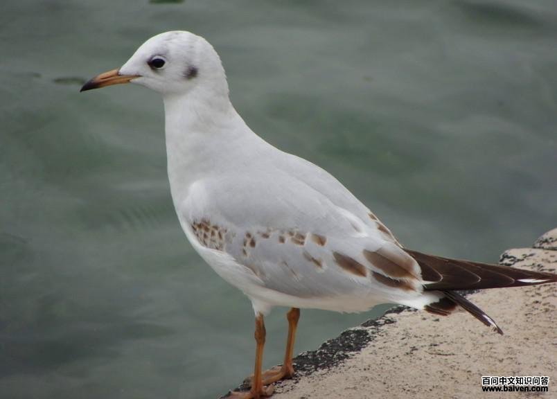 ����Ÿ����һ����