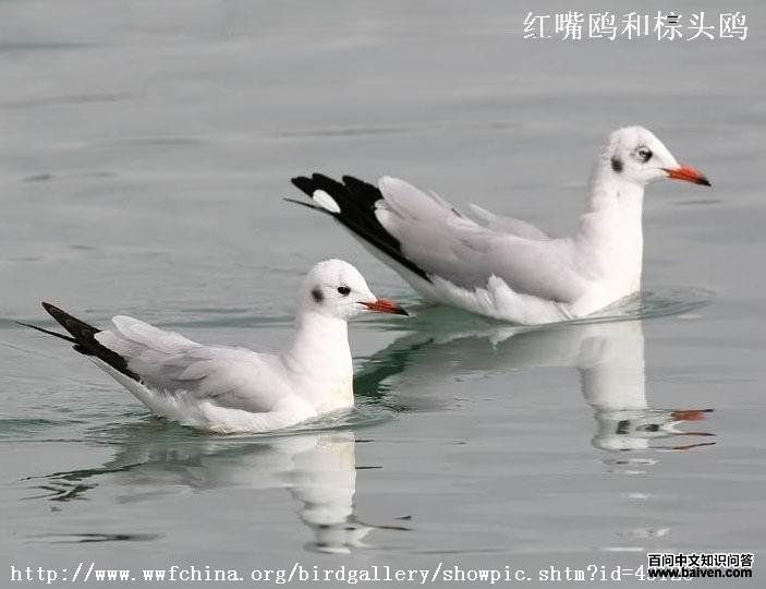 С���Ǻ���Ÿ���������ͷŸ