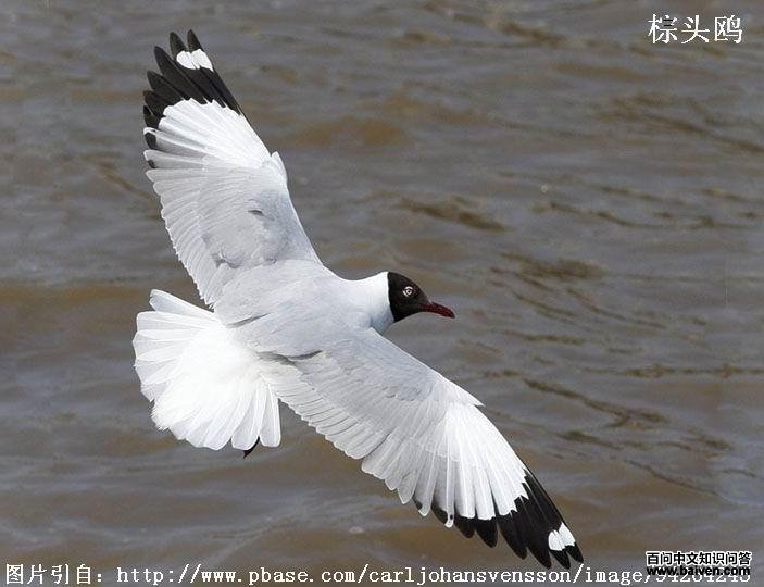 ��ͷŸ���������д��װ�