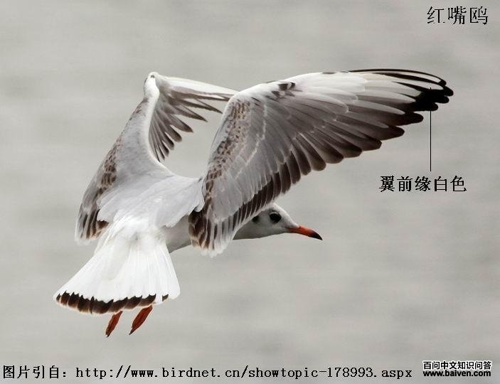 ����Ÿ�ǳ�����ǰԵ��ɫ����״��