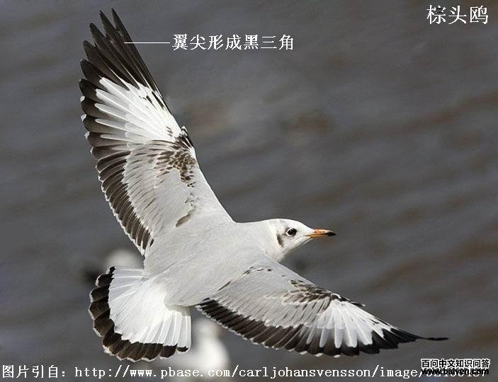 ��ͷŸ�ǳ��������γɺ������Ρ� 