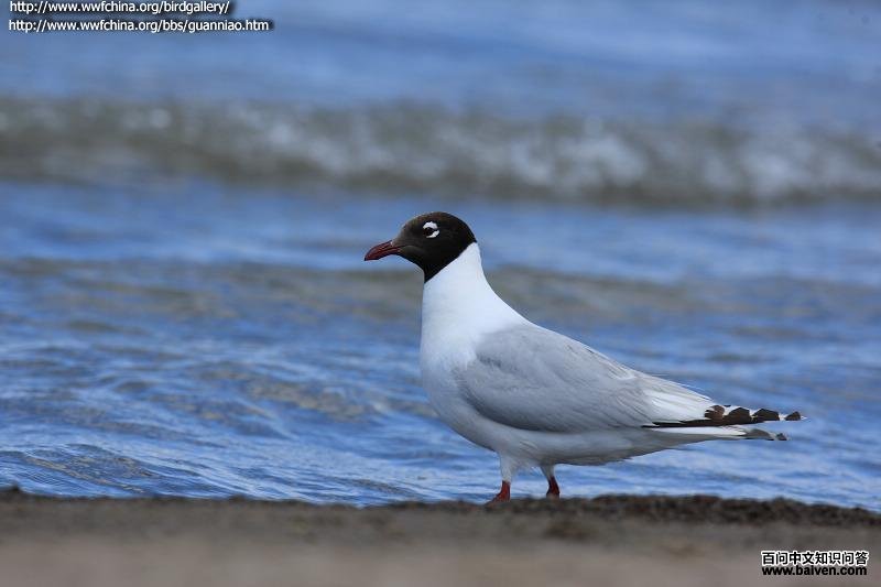 ��Ÿ��ֳ�𣺰�ɫ������������߰׵�