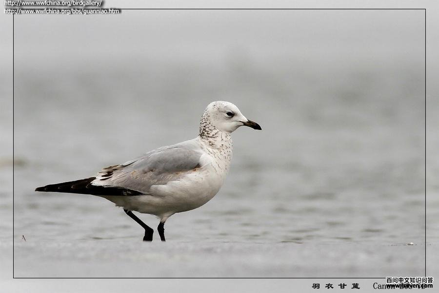 ��Ÿ�Ƿ�ֳ�𣺾�����ɫ����