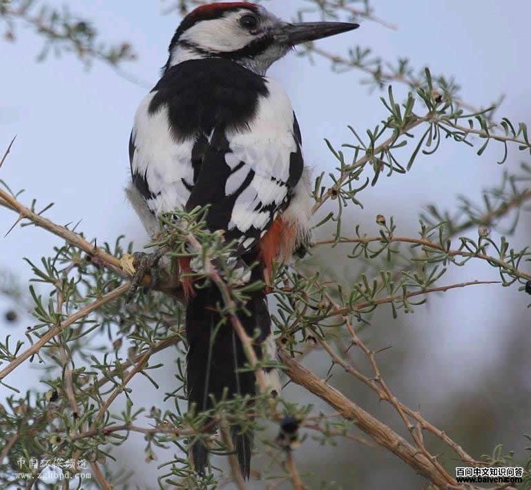 �׳���ľ��