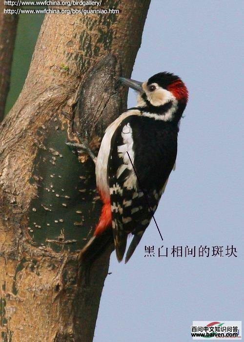 �׳���ľ��