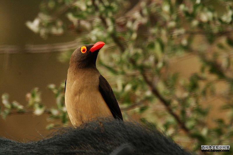 ����ţ����ͼƬ