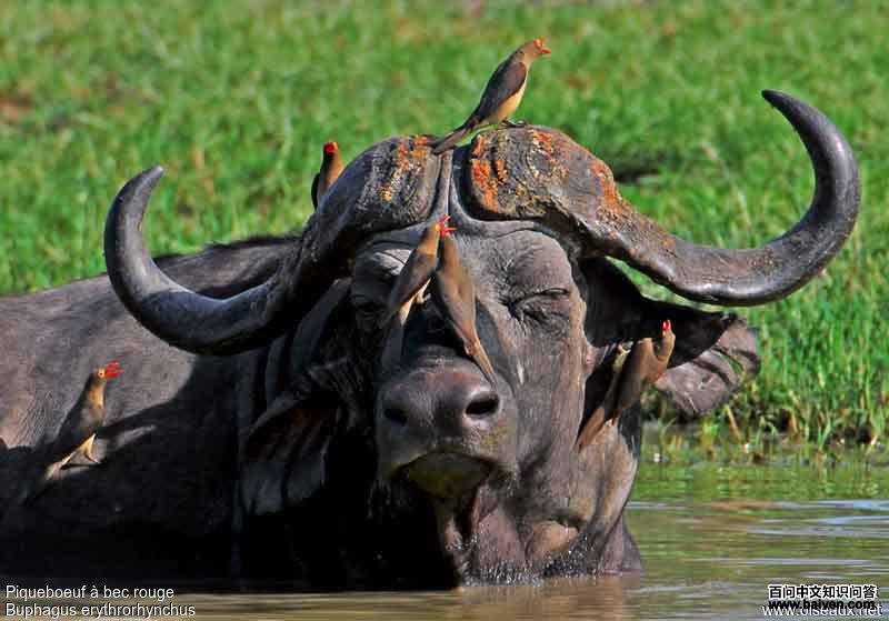 ����ţ���