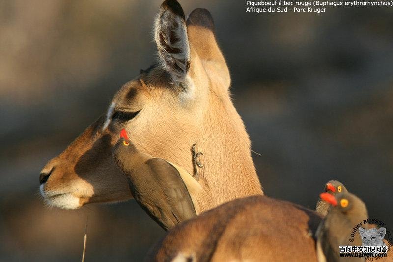 ����ţ���