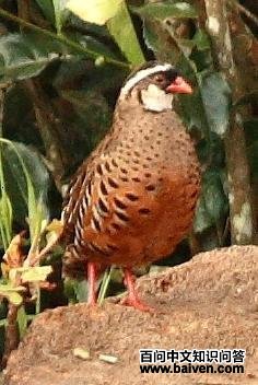 红嘴林鹑 红嘴林鹑的图片