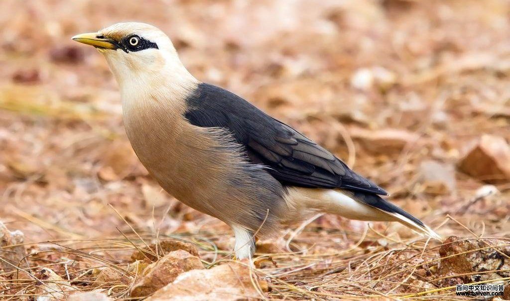 ��������ͼƬ