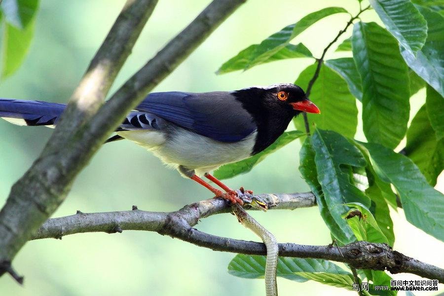 ������ȵ���ߣ���Ӱ���������