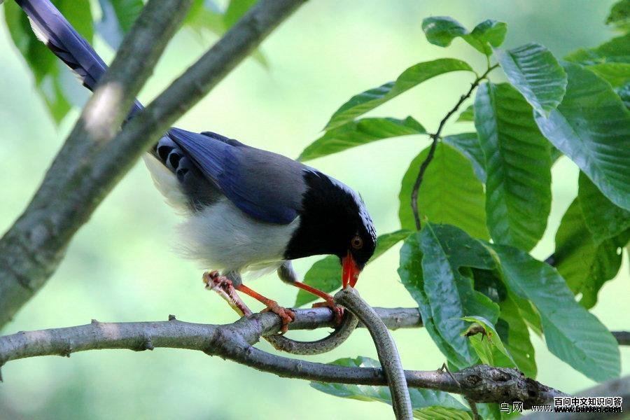 ������ȵ���ߣ���Ӱ���������