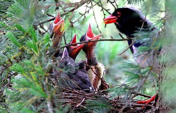 ������ȵ����������Ұ����Ӱ