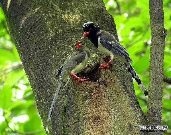 ������ȵιʳ����Ϊ������ȵ�ǳ���