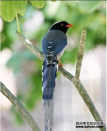 ������ȵ