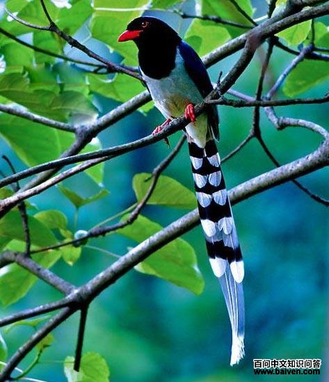 ������ȵ