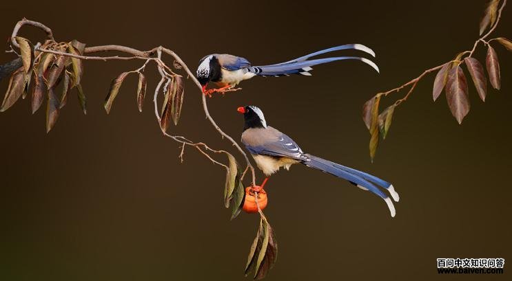 ������ȵ