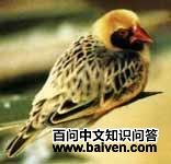 ���������ȸ