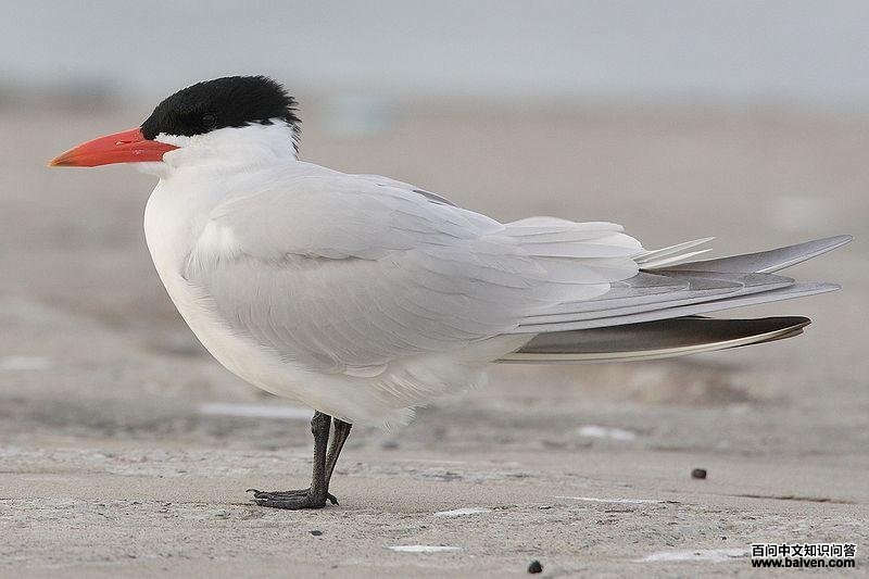 �����Ÿ��ͼƬ