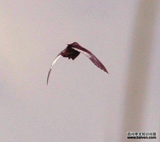 白翅侏秧鸡 白翅侏秧鸡的图片