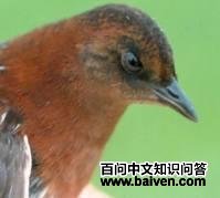 �׳�٪����