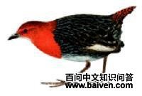 �׳�٪����