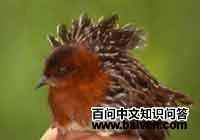 �׳�٪����