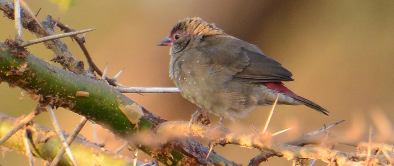 �����ȸ����