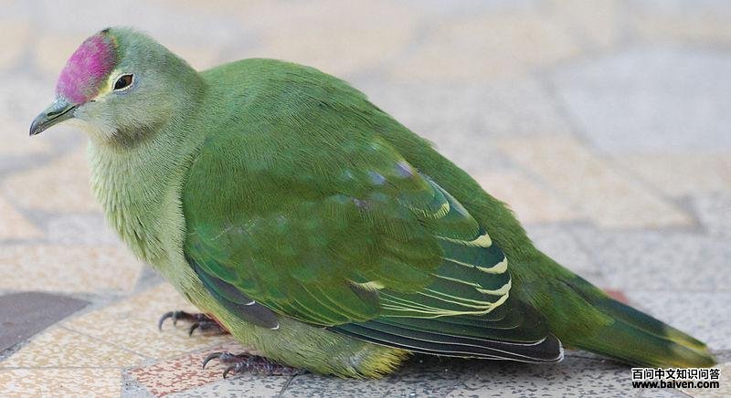 �������ͼƬ