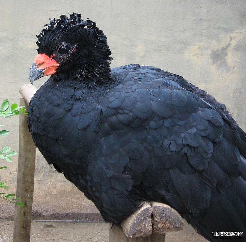 ����������ͼƬ