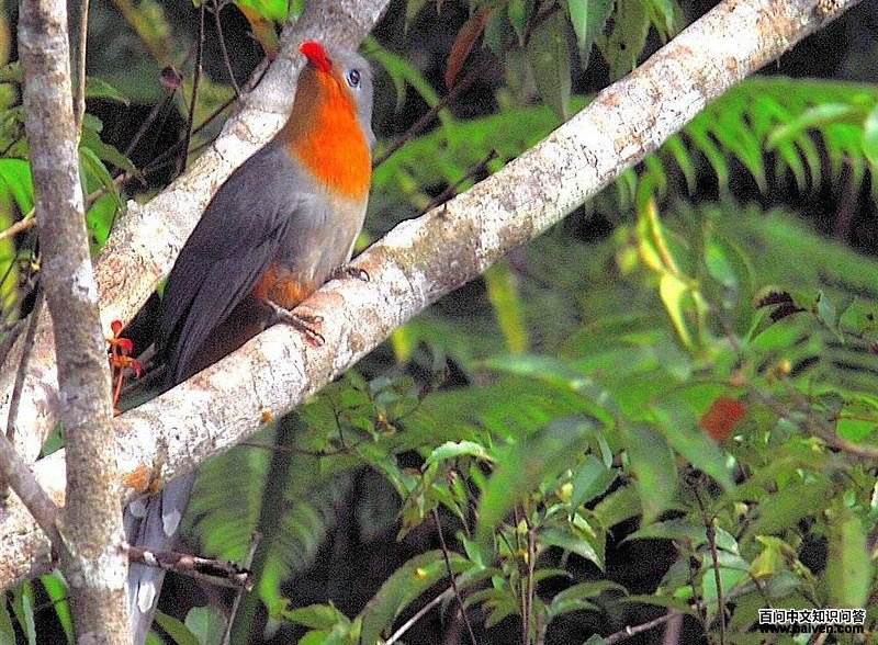 红嘴地鹃 红嘴地鹃的图片