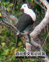 红枕果鸠 红枕果鸠的图片